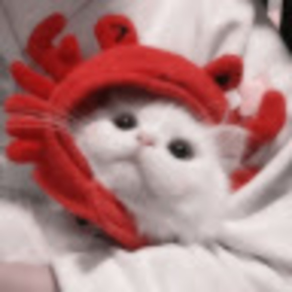 iam_turtle
